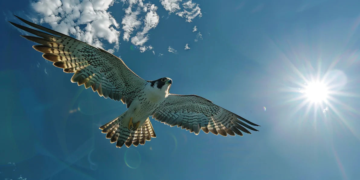 Utforska Fascinerande Falkar i Sverige: Naturens Snabba Riddare